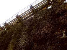 Verrieselung &uuml;ber Schwarzdornreisig